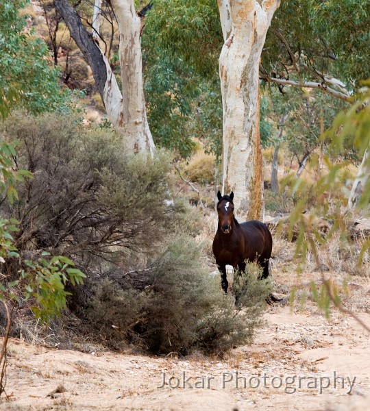 Larapinta_20080613_582 copy.jpg - Brumby at Fish Hole (near Jay Creek)